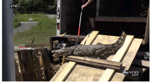 di chuyển cá sấu