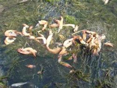 dịch bệnh thủy sản