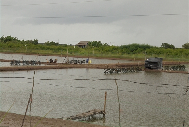 dịch bệnh tôm phức tạp