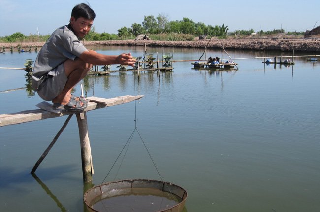 người nuôi tôm nước lợ