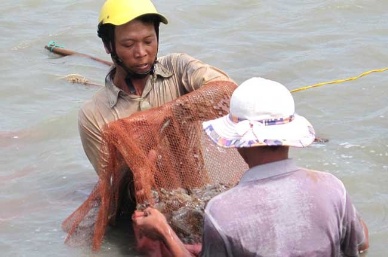 Tôm nuôi tiếp tục bị dịch bệnh - Ảnh: TC