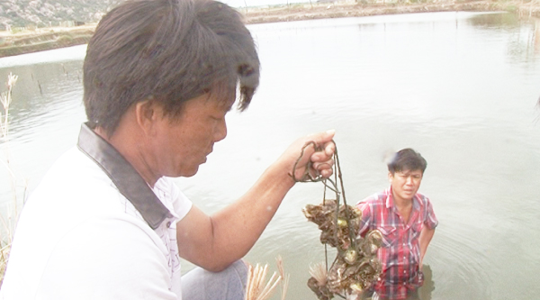 Nhiều diện tích nuôi hàu thương phẩm ở huyện Ninh Hải có dấu hiệu dịch bệnh