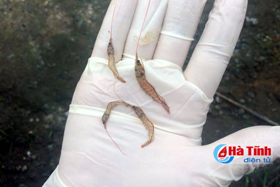 Cấp bách phòng chống dịch bệnh trên tôm nuôi