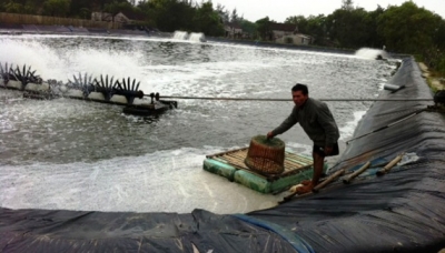 dịch bệnh trên tôm