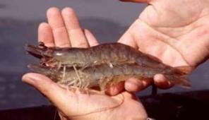 Bình Định: Lao đao vì tôm chết