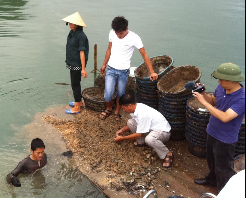 Kiểm tra tu hài bị dịch bệnh