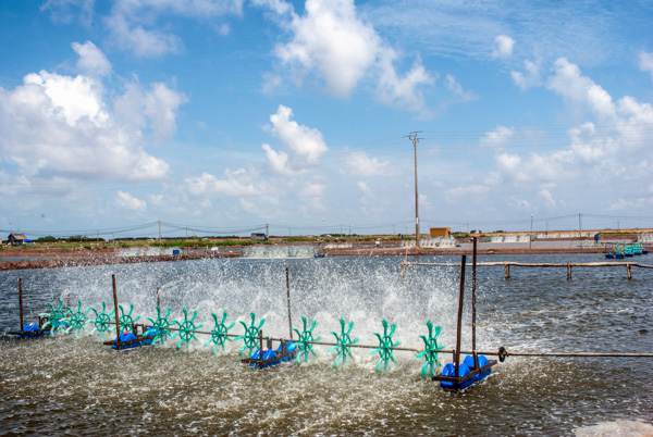 Bạn đồng hành cùng nuôi tôm