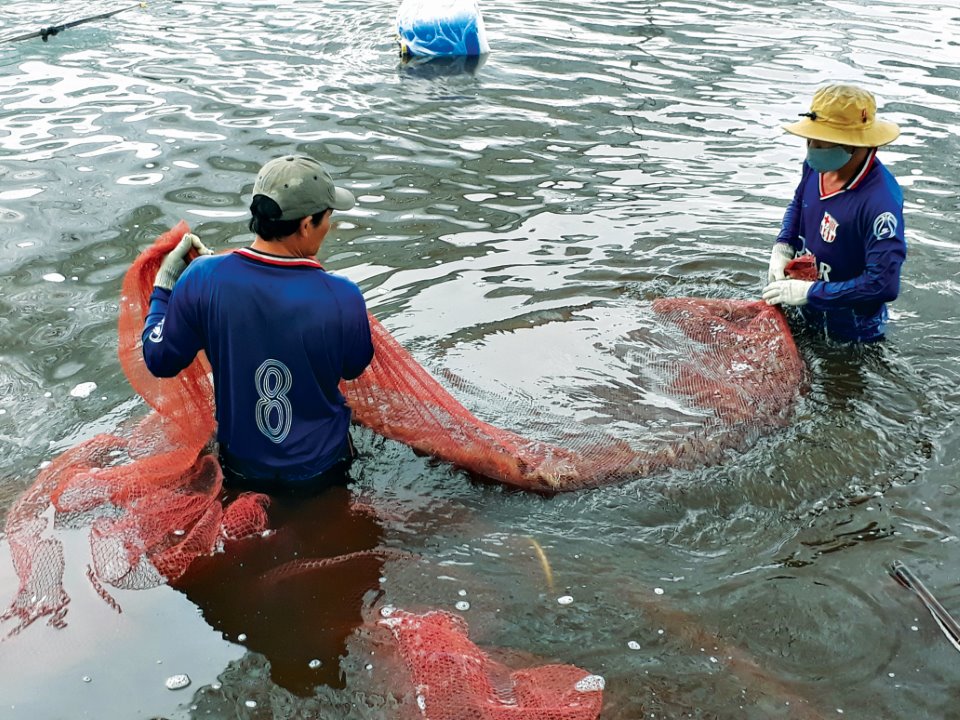 Không tăng “nóng” diện tích nuôi tôm siêu thâm canh