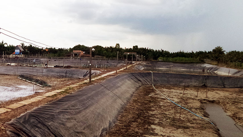 Nuôi tôm khó khăn do thời tiết bất lợi