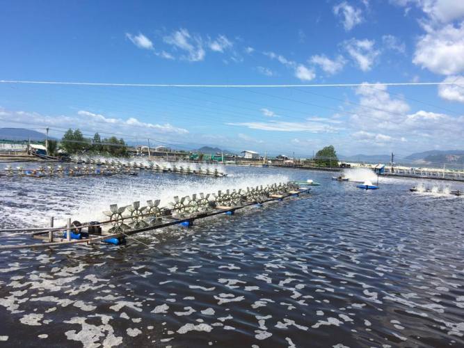 Diện tích nuôi tôm nước lợ cả nước quý I/2017 ước đạt 535,6 ngàn ha