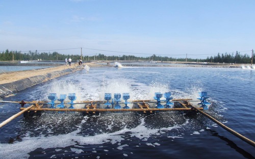 điện trong nuôi tôm