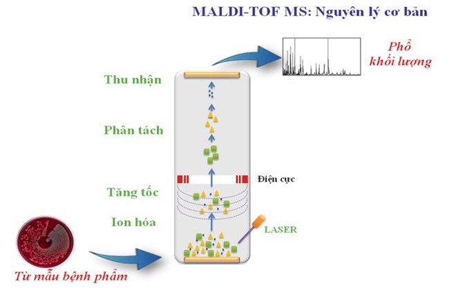 MALDI-TOF là gì?