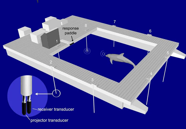 giấc ngủ của cá heo