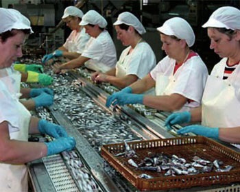 đóng hộp cá Sardine