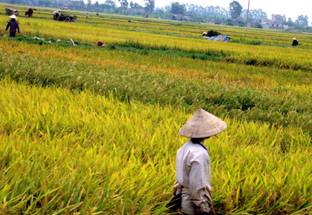 đồng lúa nông dân