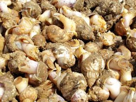 động vật thân mềm