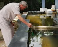 cảm biến nano, nuôi tôm