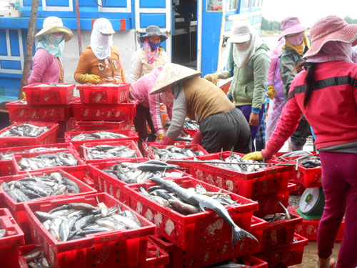 được mùa cá chuồn