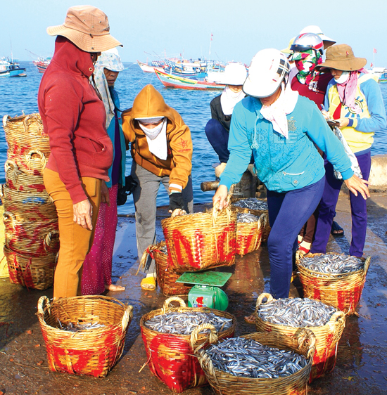 được mùa cá cơm