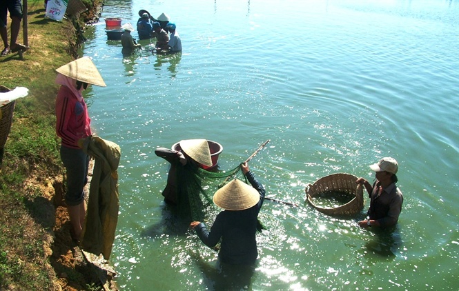 thu hoạch tôm nuôi, nuôi tôm Bình Định