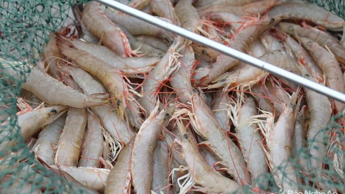 Nghệ An được mùa tôm biển