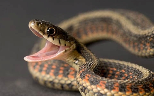 dược phẩm từ nọc rắn