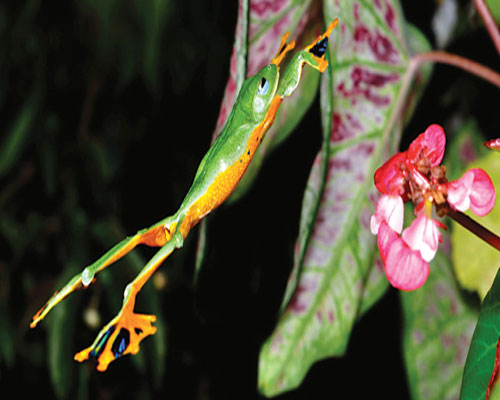 Do có tứ chi rất khoẻ, giữa các ngón có màng da, màng chân lớn, nếp da bên cánh tay rộng nên ếch cây có thể dễ dàng lướt mình từ cây này sang cây khác. Ảnh: Tim Laman