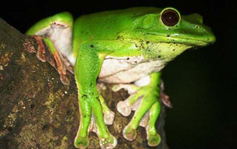 ếch cây xanh đốm