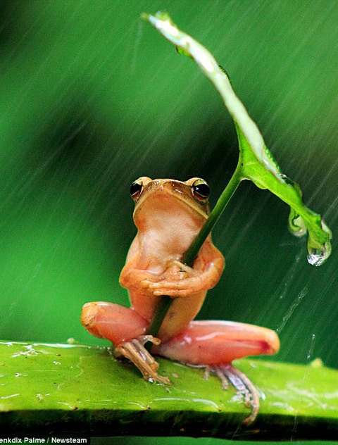 ếch che mưa