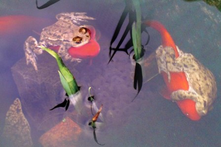 ếch cưỡi cá vàng