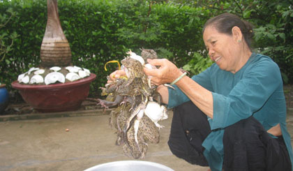 ếch đầu mùa