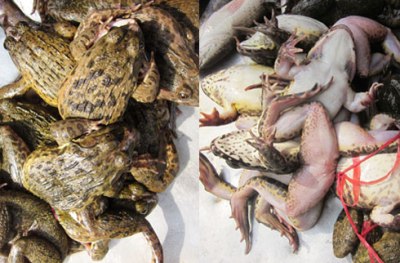 Ếch đồng da màu vàng (hình bên trái), đùi có màu đỏ nhạt (hình bên phải). Ảnh: Thi Hà