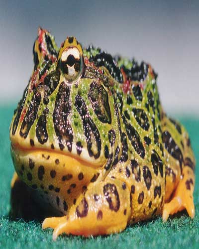 Ếch Pacman (Ceratophrys ornata), loài ếch nguồn gốc Nam Mỹ, đang trở thành vật nuôi được ưa chuộng của nhiều bạn trẻ Việt Nam