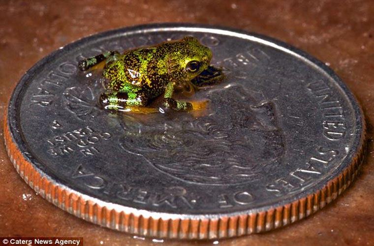 ếch,ếch đa sắc, động vật lưỡng cư