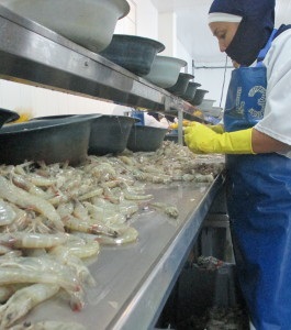 tôm thẻ chân trắng