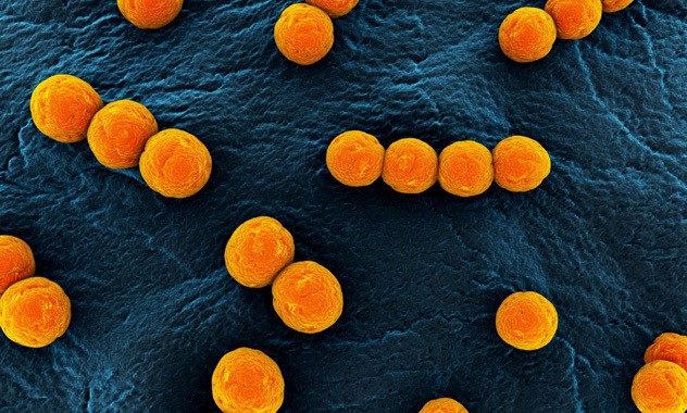 Vai trò của Enterococcus spp trong nuôi trồng thủy sản