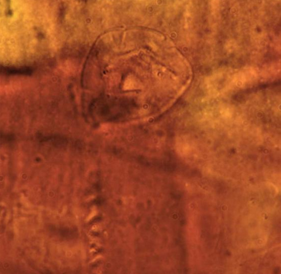 Hóa thạch sinh vật 200 triệu năm trước