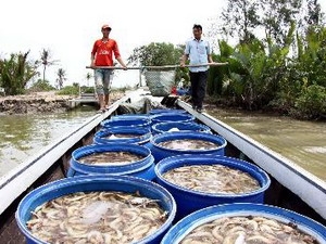 Cà Mau, Sóc Trăng thiệt hại nặng do tôm chết nhiều