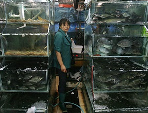 cá Trung Quốc