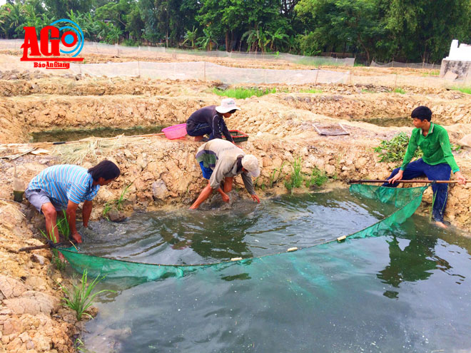 gạn cá lóc giống