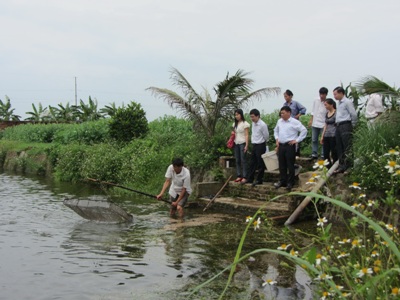 Đoàn kiểm tra mô hình nuôi ghép cá rô phi đơn tính đực theo hướng GAP tại hộ ông Phạm Văn Cam ở thôn Tiền, xã An Châu, TP Hải Dương (Ảnh: Xuân Trường)