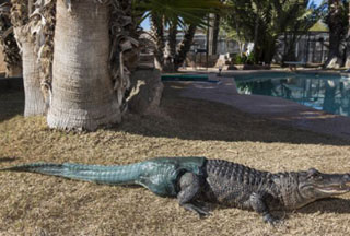 "Ngài Stubbs" và chiếc đuôi mới - Ảnh: The Arizona Republic