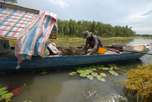 Ghe đặt lọp cua ở xã Trường Xuân (H.Tháp Mười, Đồng Tháp) (Hoài Phương)