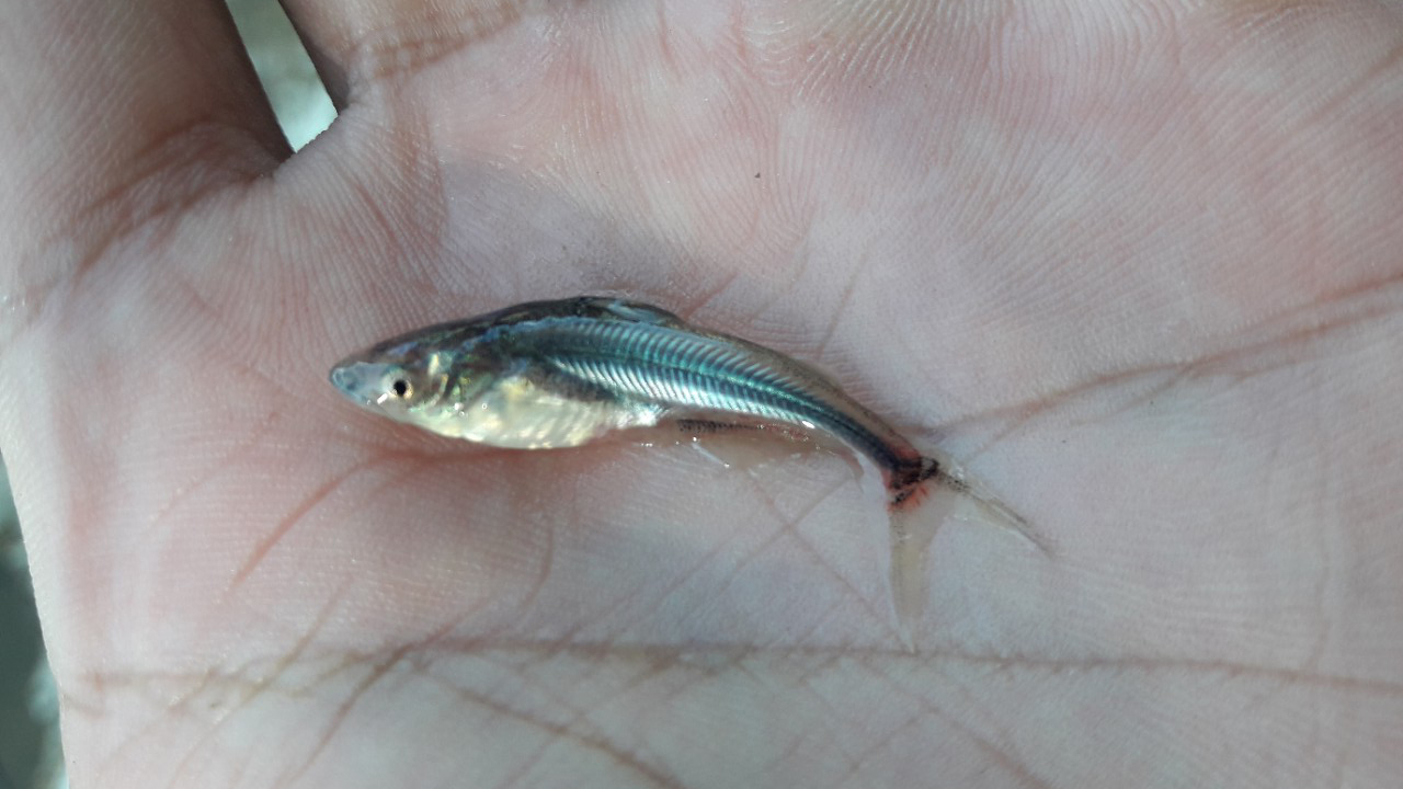 Đồng Tháp: Giá cá tra nguyên liệu tăng