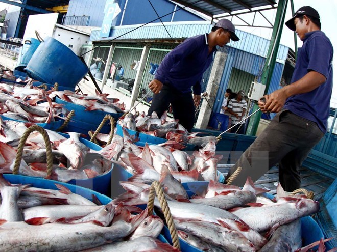 Doanh nghiệp thu mua cầm chừng, cá tra nguyên liệu giảm mạnh