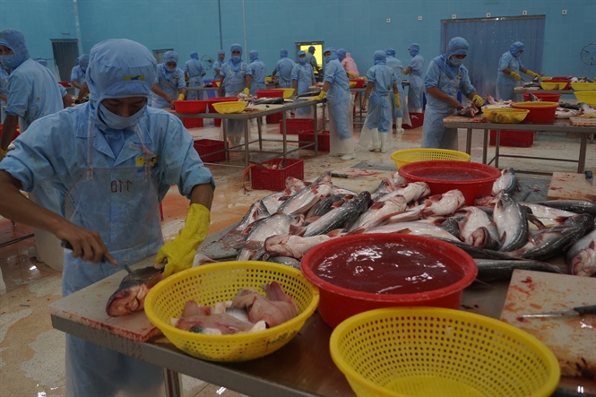 chế biến cá tra