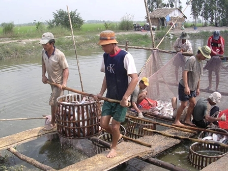 thu hoạch cá tra