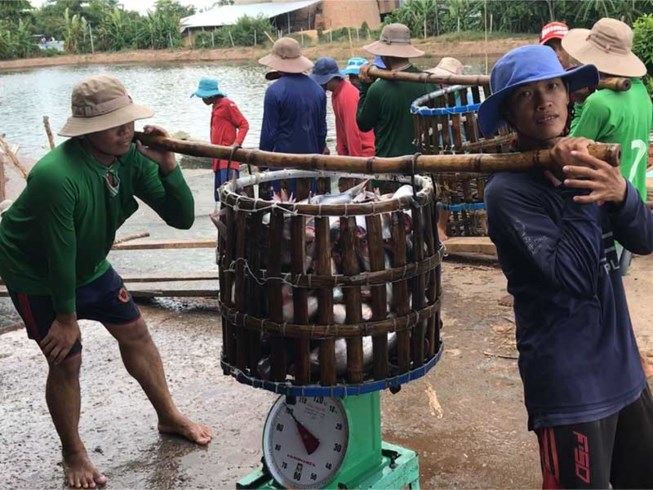 nuôi trồng thủy sản, giá cá, giá cá tra