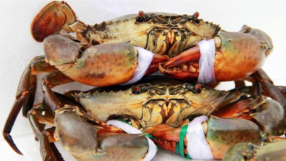 Giá cua tăng cao, người nuôi lãi đậm