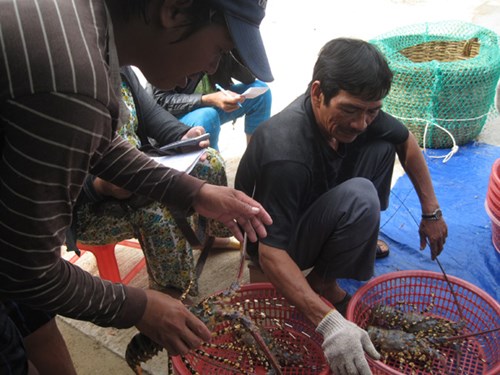 giá tôm hùm bấp bênh